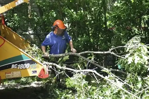 tree services North Massapequa